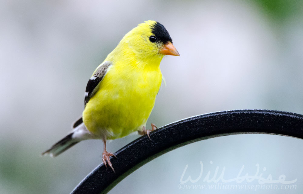 American Goldfinch bird, Blue Ridge Mountains, North Carolina Picture