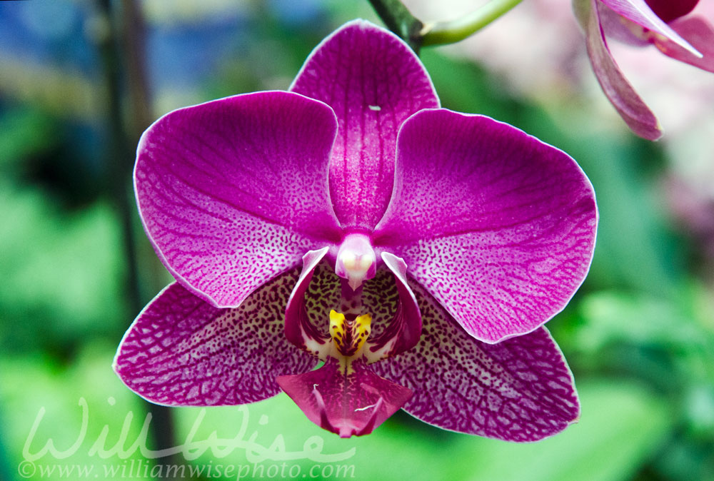 Purple Violet Orchid Flower in Biltmore Estate Conservatory Greenhouse Picture