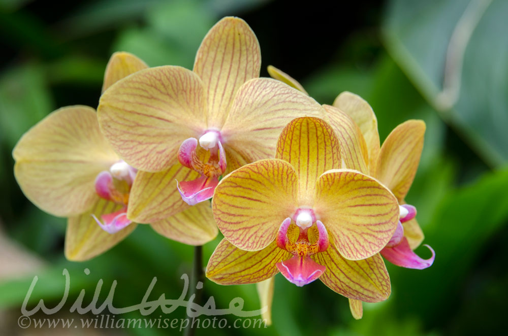 Yellow and Violet Orchid Flower in Biltmore Estate Conservatory Greenhouse Picture