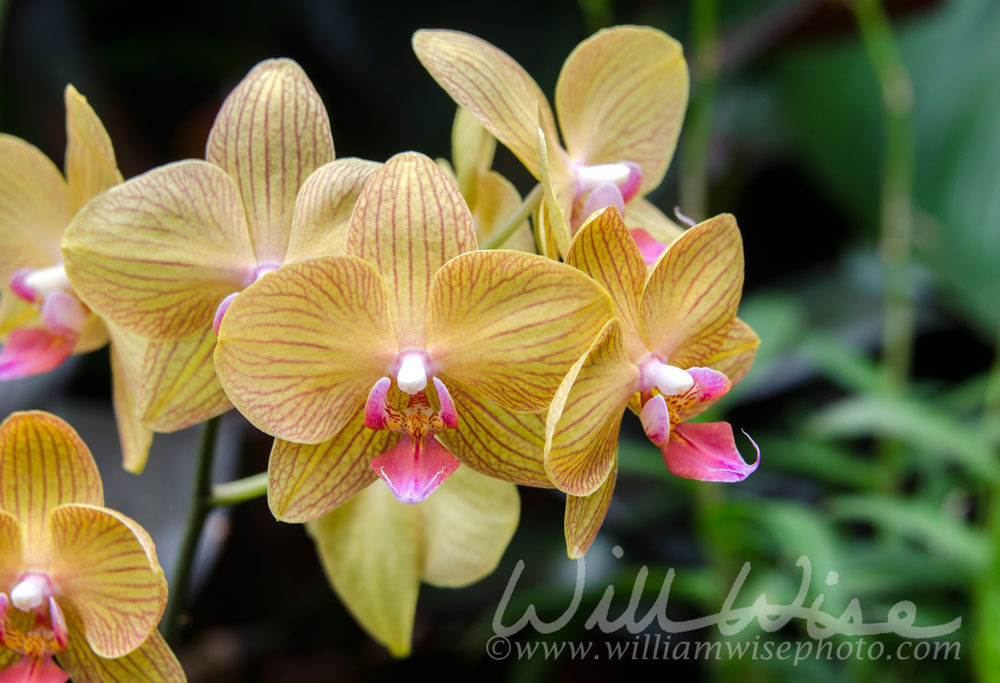 Yellow and Violet Orchid Flower in Biltmore Estate Conservatory Greenhouse Picture