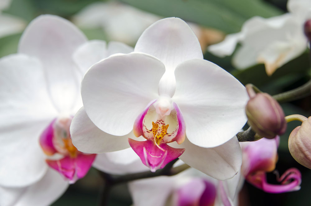 White Orchid Flower in Biltmore Estate Conservatory Greenhouse Picture