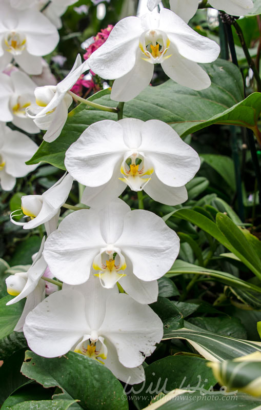 Trailing Orchid flower vines in Biltmore Estate Conservatory Greenhouse Picture