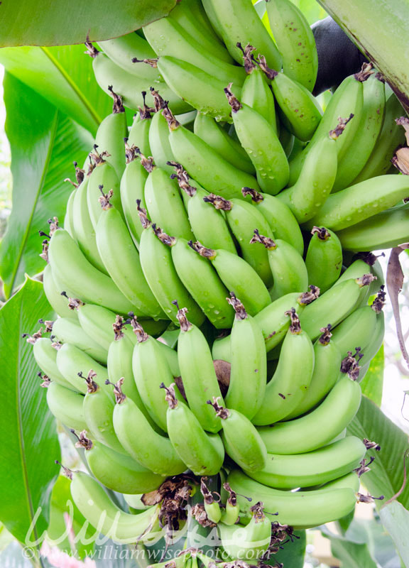 Bunch Dwarf Cavendish Banana Grove in Biltmore Estate Conservatory Greenhouse Picture