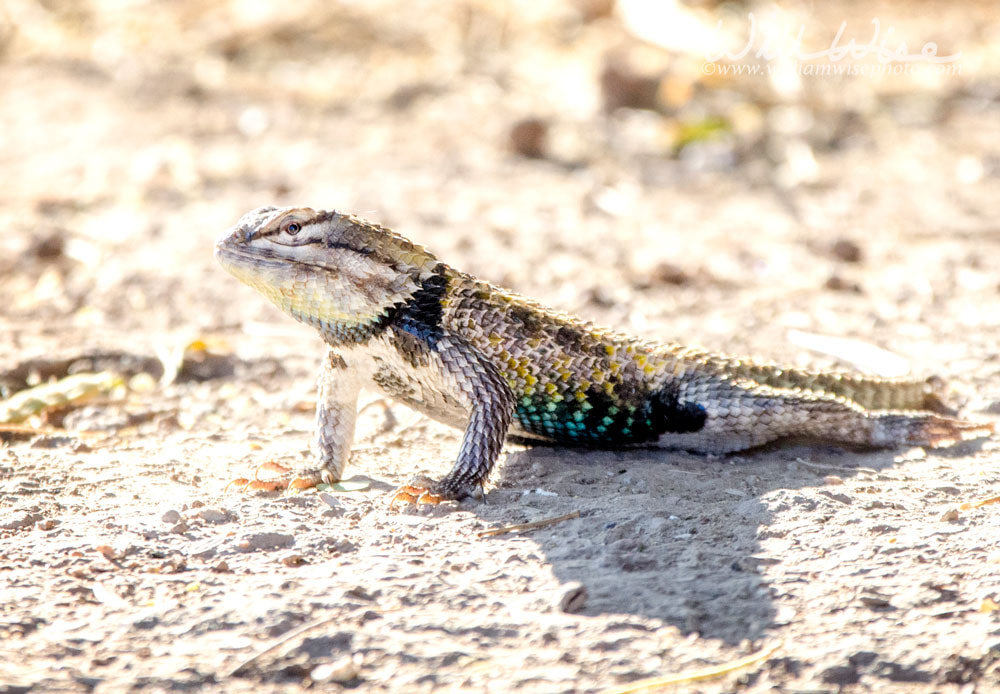 Desert Spiney Lizard Picture