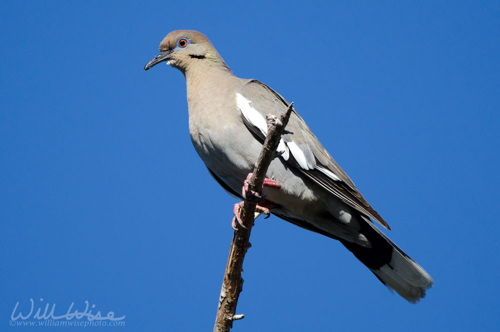 White Winged Dove, Sweetwater Wetlands Tucson Arizona, USA Picture