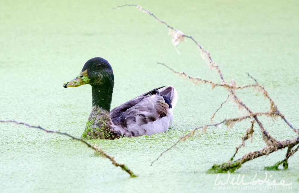 Mallard Duck on duckweed swamp bog, Sweetwater Wetlands Tucson Arizona Picture