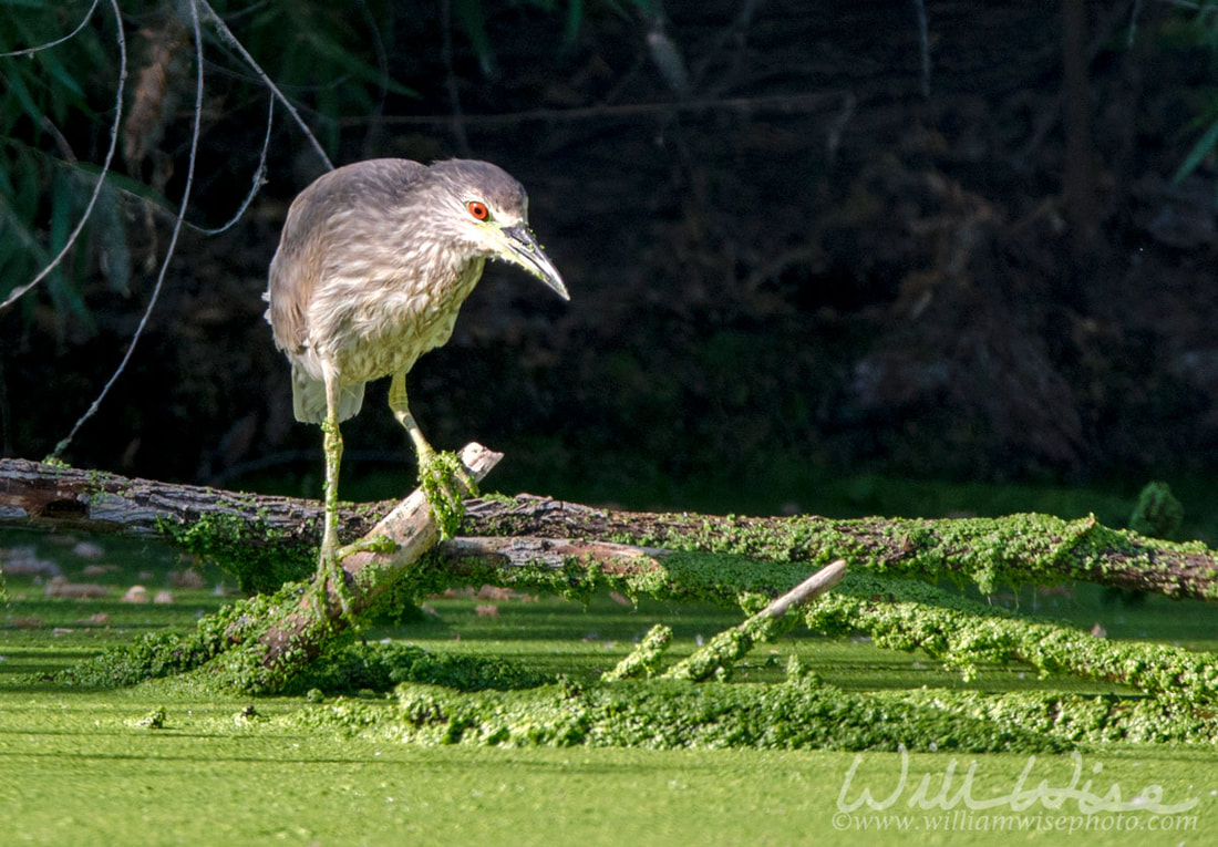 Black Crowned Night Heron, Sweetwater Wetlands Tucson Arizona Picture