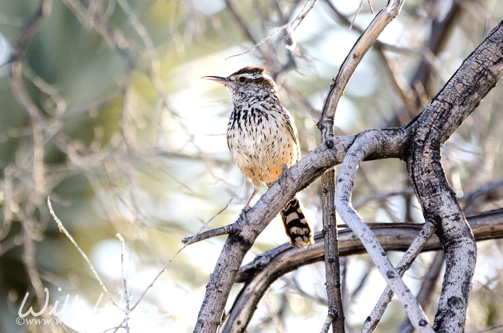 Cactus Wren Tucson Arizona Picture