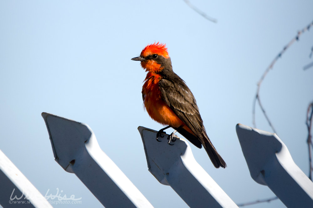 Vermilion Flycatcher Picture