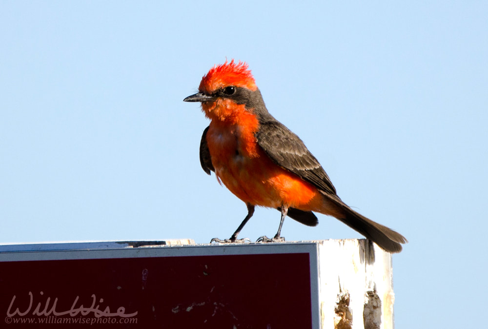 Vermilion Flycatcher bird, Tucson Arizona desert Picture