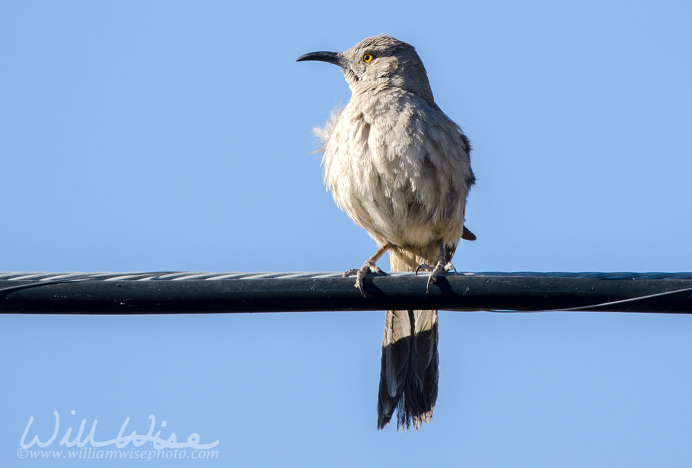 Curve Billed Thrasher on telephone wire, Tucson Arizona desert Picture