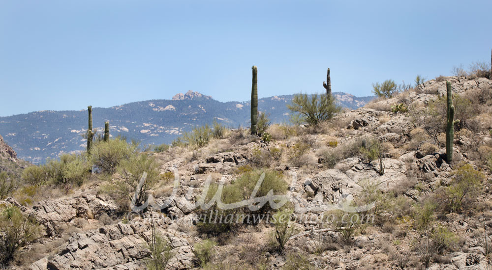 Saguaro Cactus desert landscape, Arizona USA Picture