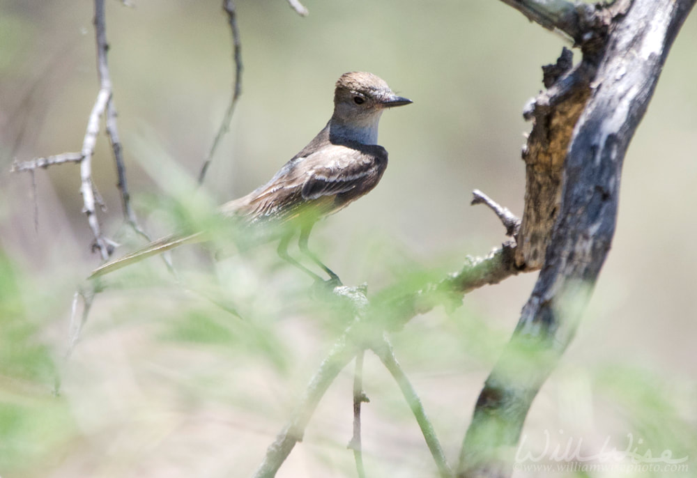 Ash Throated Flycatcher bird, Colossal Cave Mountain Park, Arizona Picture