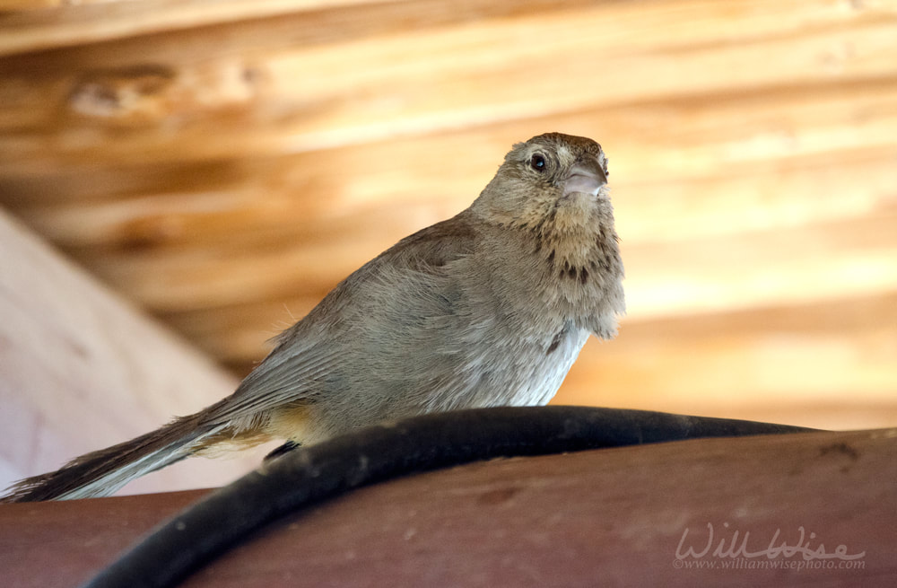 Canyon Towhee bird, Colossal Cave Mountain Park, Arizona Picture
