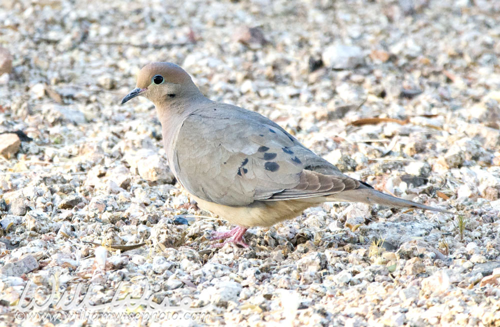 Mourning Dove Bird, Tucson Arizona desert Picture