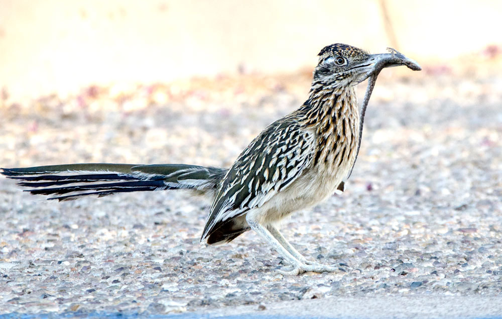 Roadrunner Bird Picture