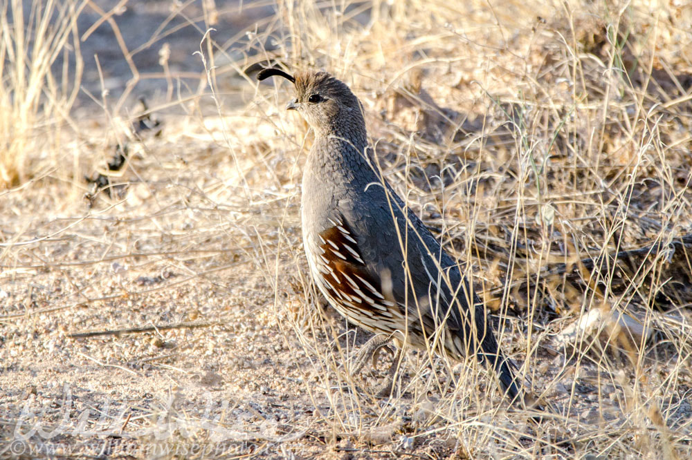 Gambels Quail, Tucson Arizona desert Picture