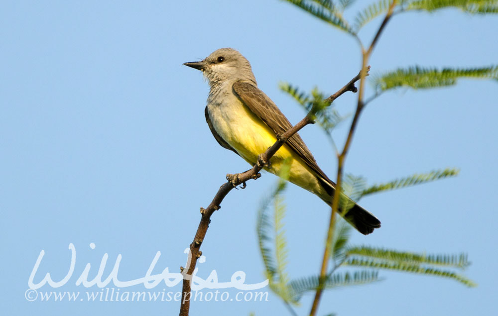 Western Kingbird Picture