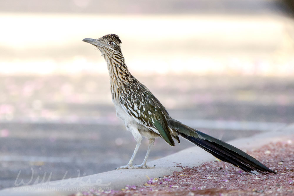 Greater Roadrunner bird, southwest desert, Tucson Arizona Picture