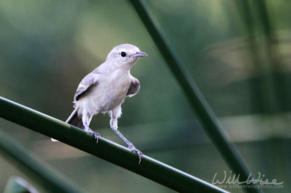 Lucys Warbler bird, Sweetwater Wetlands, Tucson Arizona desert Picture