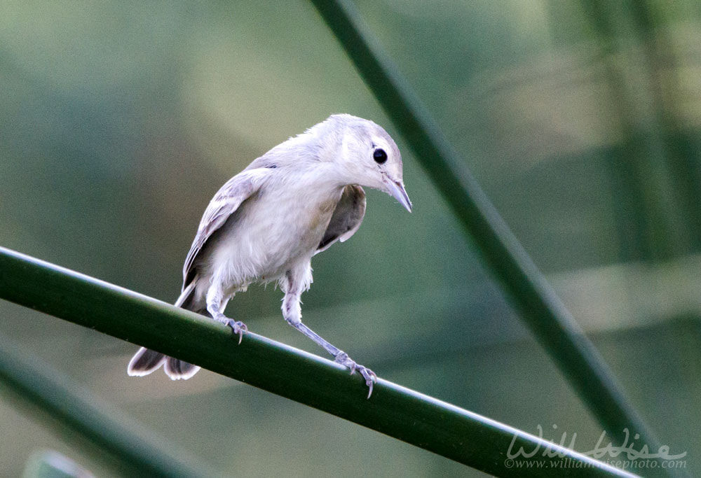 Lucys Warbler bird, Sweetwater Wetlands, Tucson Arizona Picture