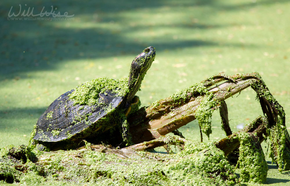 Red Eared Slider Turtle, Sweetwater Wetlands, Tucson Arizona Picture