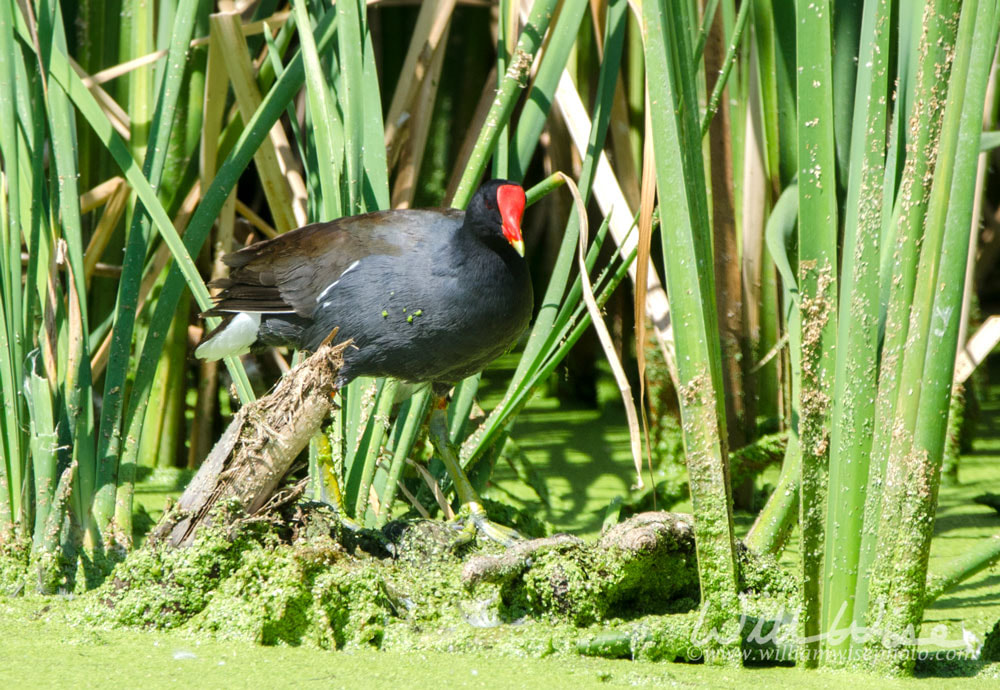 Common Gallinule on swamp bog, Sweetwater Wetlands, Tucson Arizona Picture