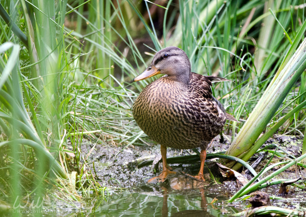 Mallard Duck on cattail pond, Sweetwater Wetlands in Tucson Arizona USA Picture