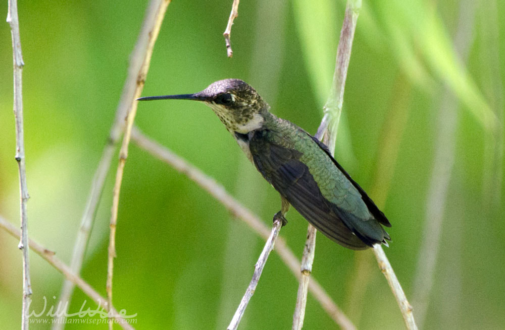 Black Chinned Hummingbird, Sweetwater Wetlands, Tucson Arizona Picture