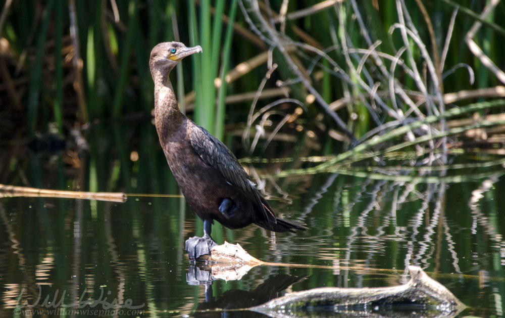 Neotropic Cormorant Picture