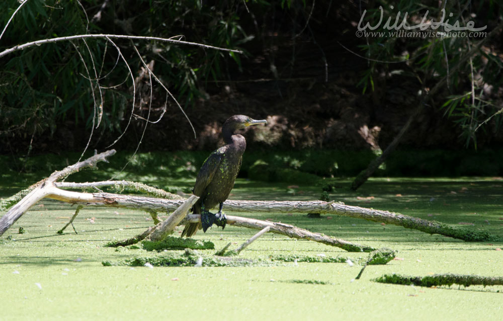 Neotropic Cormorant, Sweetwater Wetlands Tucson Arizona, USA Picture
