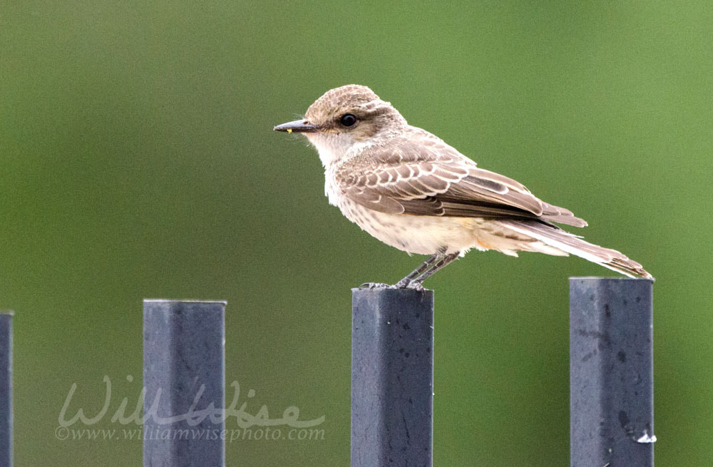 Vermilion Flycatcher on chain link fence, Tucson Arizona Desert Picture