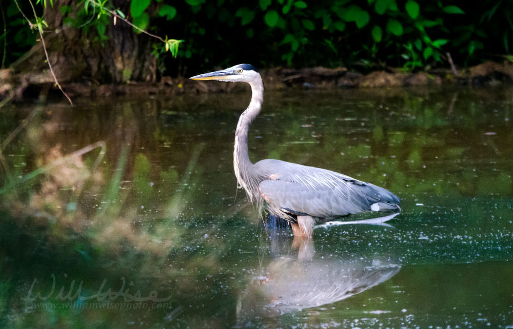 Great Blue Heron Picture