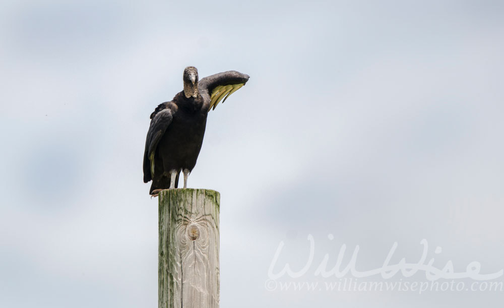 Black Vulture Picture