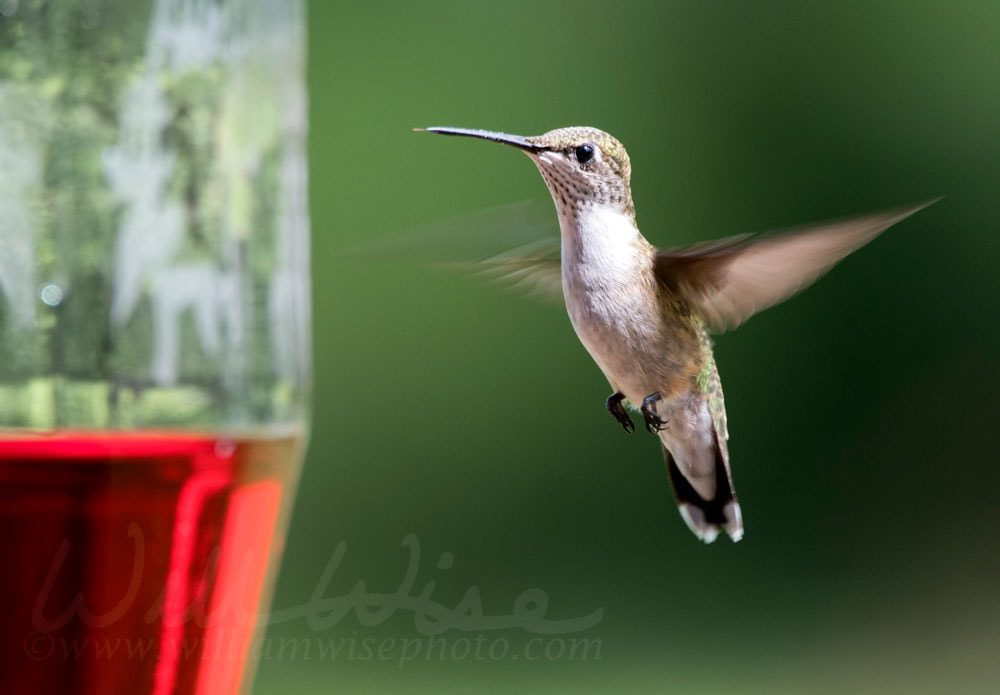 Ruby Throated Hummingbird Picture