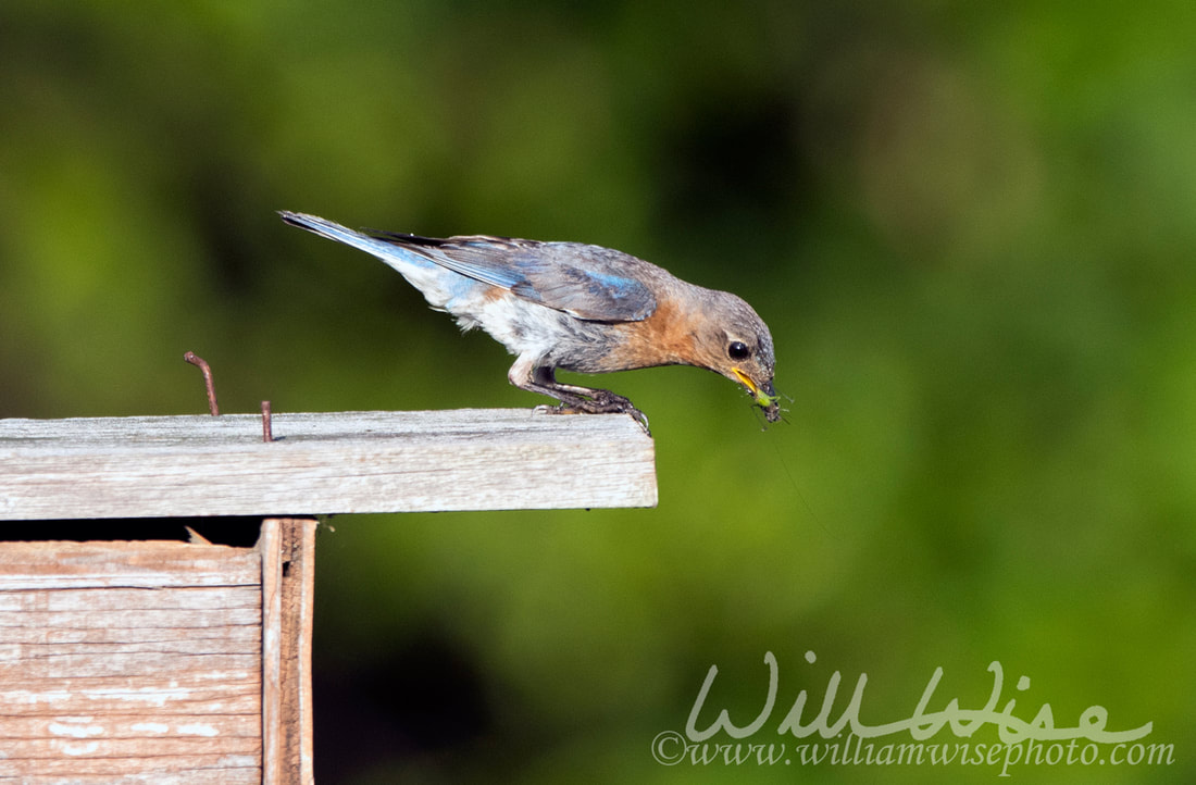 Eastern Bluebird in duck nest box Picture