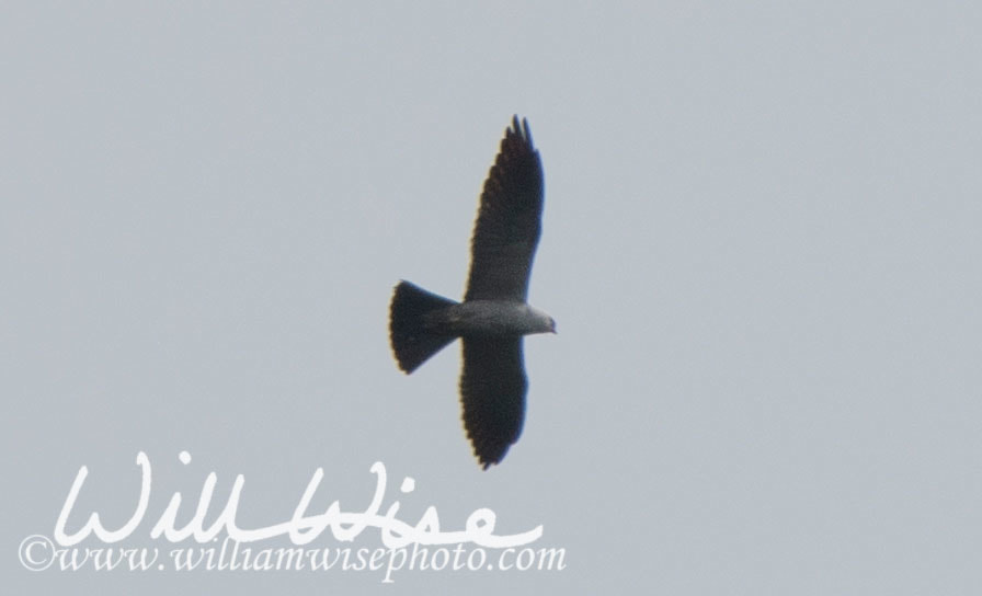 Mississippi Kite Picture