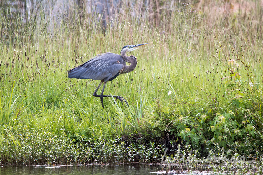 Great Blue Heron, Walton County, Georgia USA Picture