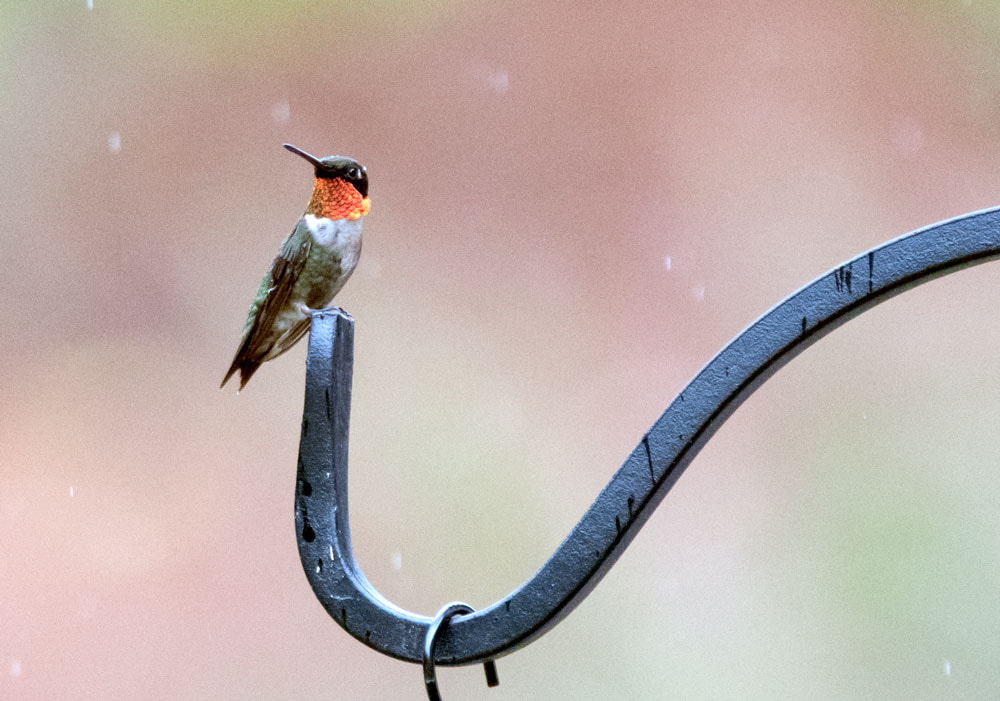 Ruby-throated Hummingbird Picture