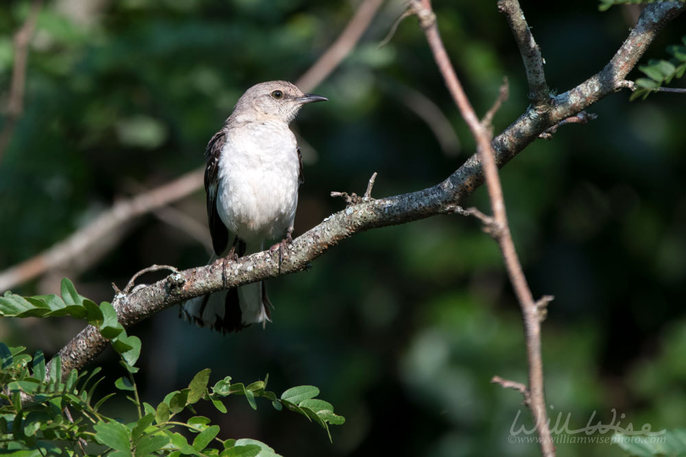 Northern Mockingbird Bird, Walton County GA Picture