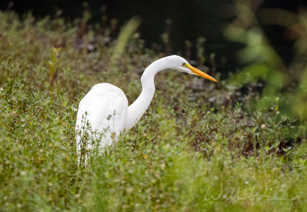 White Great Egret bird, Walton County, Georgia USA Picture