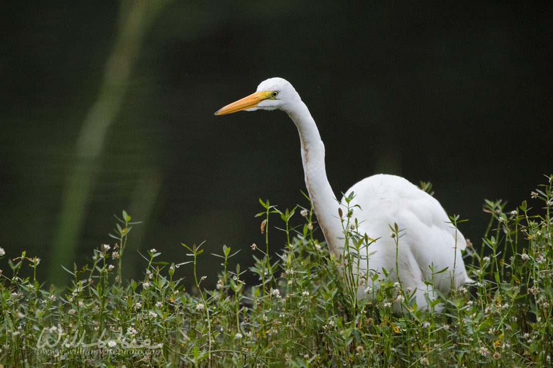 White Great Egret bird, Walton County, Georgia USA Picture
