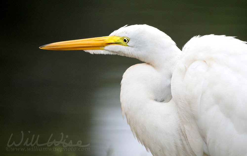 Great Egret Profile Picture