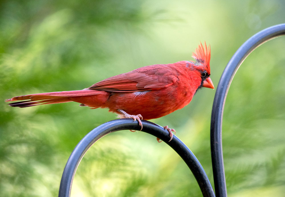 Northern Cardinal Picture