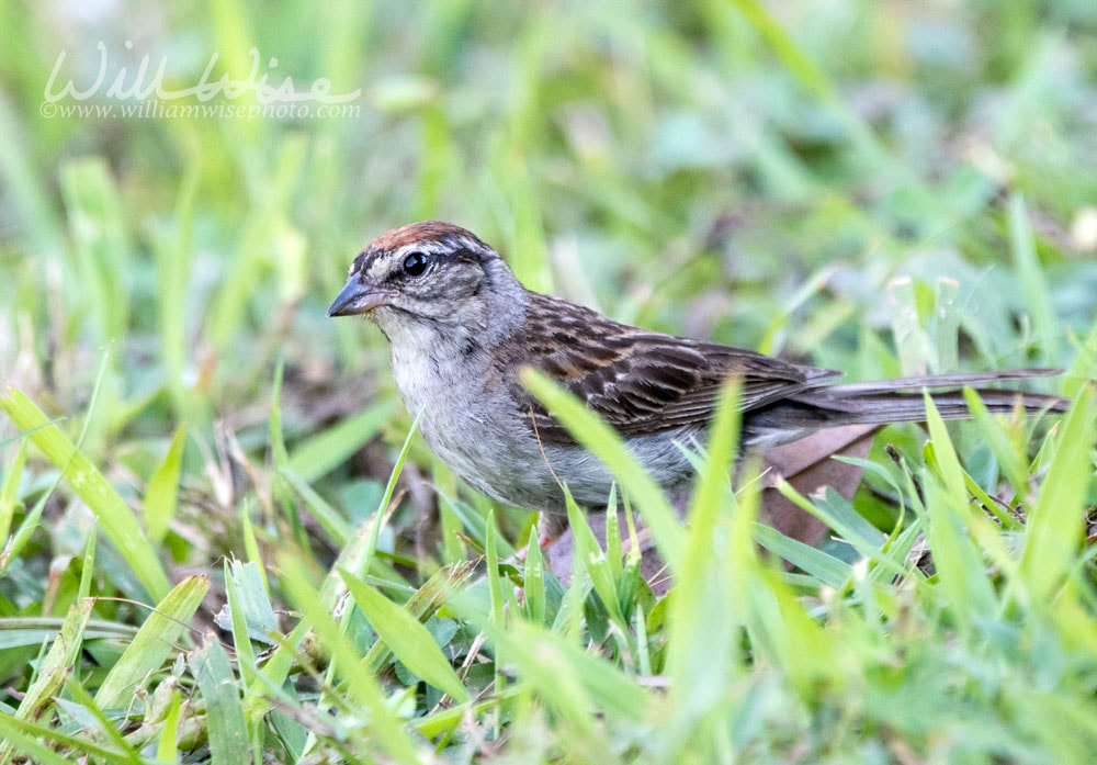 Chipping Sparrow Bird, Athens Georgia USA Picture