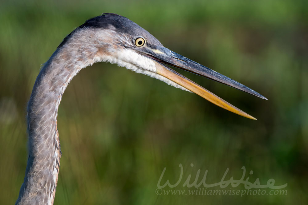 Juvenile Great Blue Heron Portrait Picture