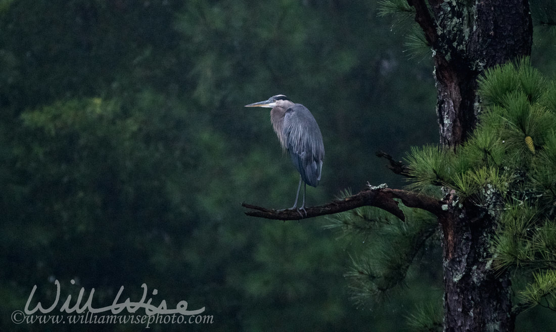 Great Blue Heron Picture