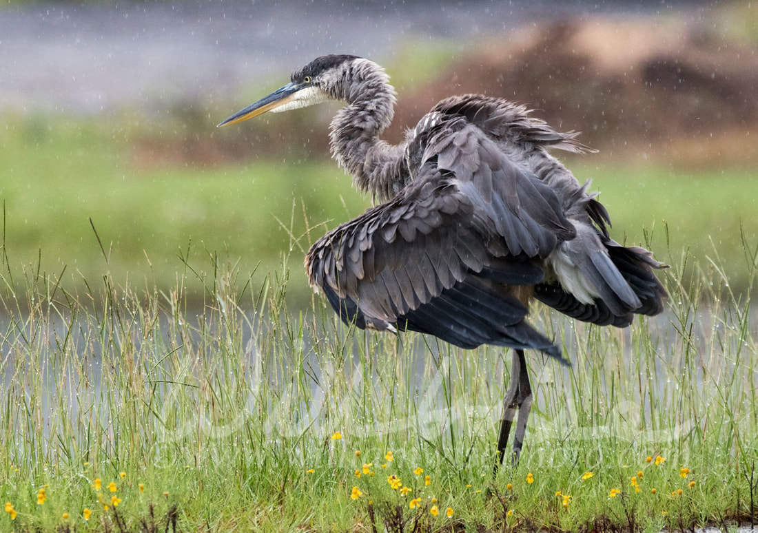 Great Blue Heron Picture