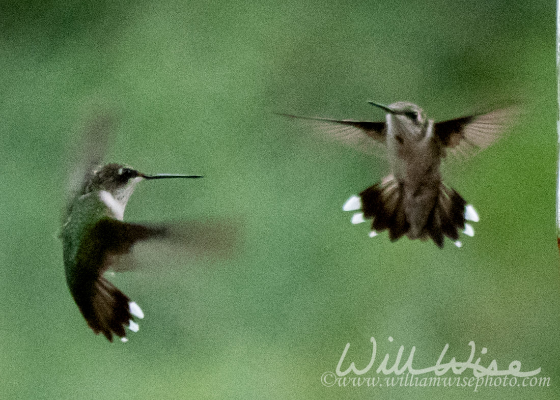 Ruby Throated Hummingbird Picture