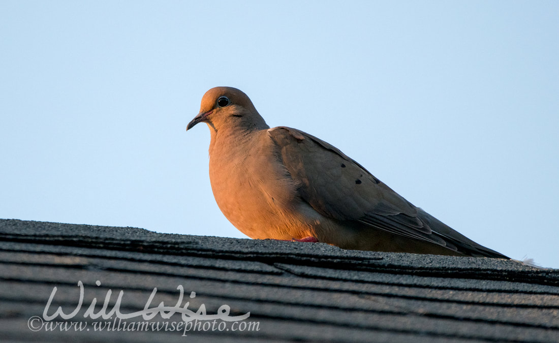 Mourning Dove Picture